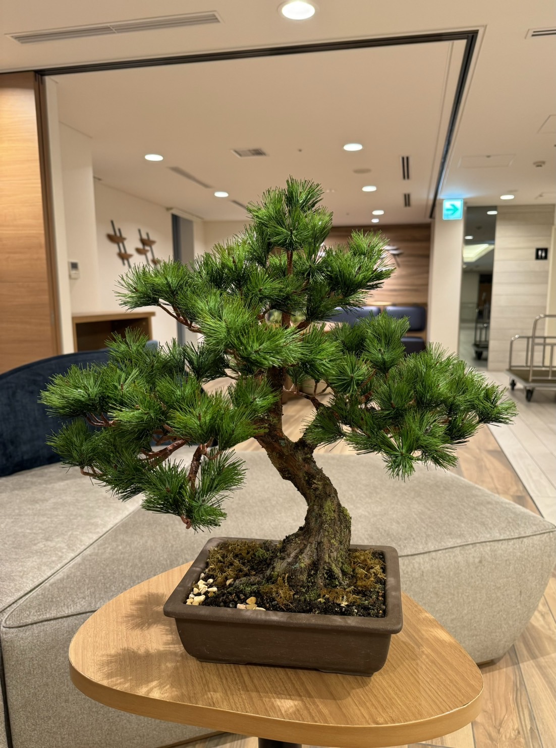 工藝盆栽作品 - 松樹