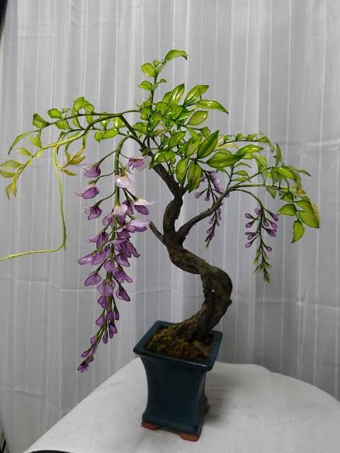 工藝盆栽作品 - 紫藤盆栽